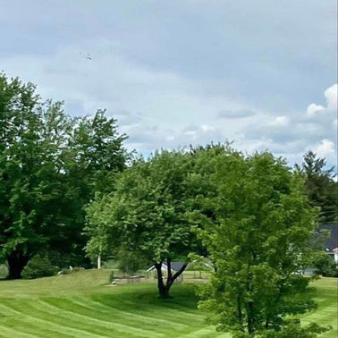 LA Lawn Care LLC project photo